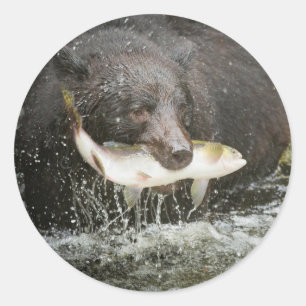 USA, Alaska, Anan Creek. Naher Schwarzer Bär Runder Aufkleber