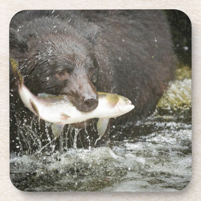USA, Alaska, Anan Creek. Naher Schwarzer Bär Untersetzer (Vorderseite)