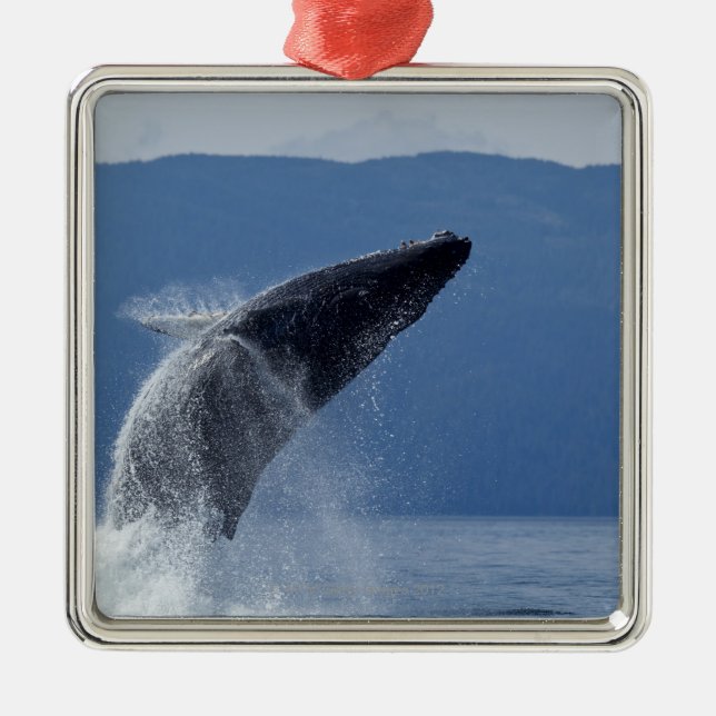 USA, Alaska, Angoon, Buckel-Wal (Megaptera Ornament Aus Metall (Vorne)
