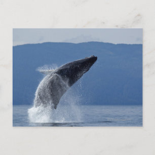 USA, Alaska, Angoon, Humpback Whale (Megaptera) Postkarte