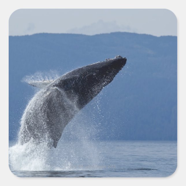 USA, Alaska, Angoon, Humpback Whale (Megaptera) Quadratischer Aufkleber (Vorderseite)