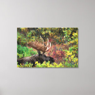 USA, Alaska, Denali-Nationalpark, Bull-Elch Leinwanddruck