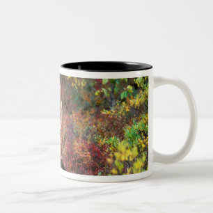 USA, Alaska, Denali-Nationalpark, Bull Moose Zweifarbige Tasse