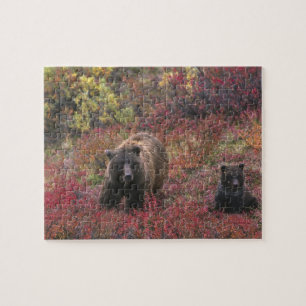 USA, Alaska, Denali-Nationalpark. Grizzlybär