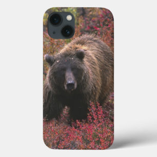 USA, Alaska, Denali Nationalpark. Grizzlybär title_seo2