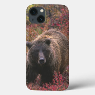 USA, Alaska, Denali-Nationalpark. Grizzlybär iPhone 13 Hülle