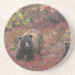 USA, Alaska, Denali-Nationalpark. Grizzlybär Getränkeuntersetzer