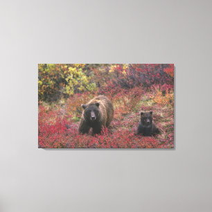 USA, Alaska, Denali-Nationalpark. Grizzlybär Leinwanddruck