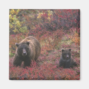 USA, Alaska, Denali-Nationalpark. Grizzlybär Magnet