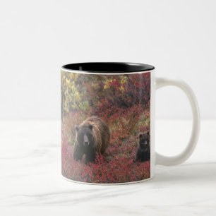 USA, Alaska, Denali-Nationalpark. Grizzlybär Zweifarbige Tasse