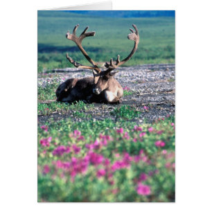 USA, Alaska, Denali-Nationalpark, Karibu