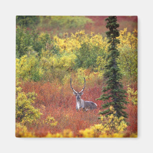USA, Alaska, Denali-Nationalpark. Karibu Magnet