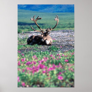 USA, Alaska, Denali-Nationalpark, Karibu Poster
