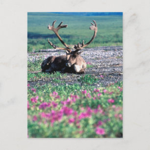 USA, Alaska, Denali-Nationalpark, Karibu Postkarte