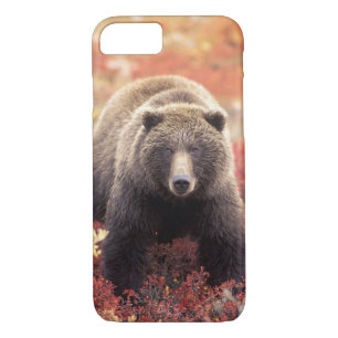 USA, Alaska, Denali NP, weiblicher Grizzly Bar iPhone 8/7 Hülle