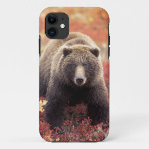 USA, Alaska, Denali NP, weiblicher Grizzlybär Case-Mate iPhone Hülle
