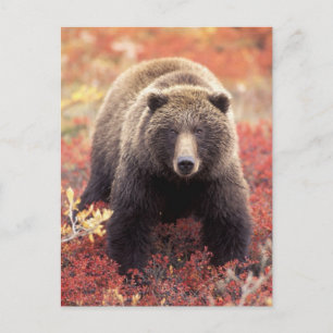 USA, Alaska, Denali NP, weiblicher Grizzlybär Postkarte