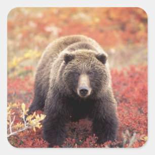 USA, Alaska, Denali NP, weiblicher Grizzlybär Quadratischer Aufkleber