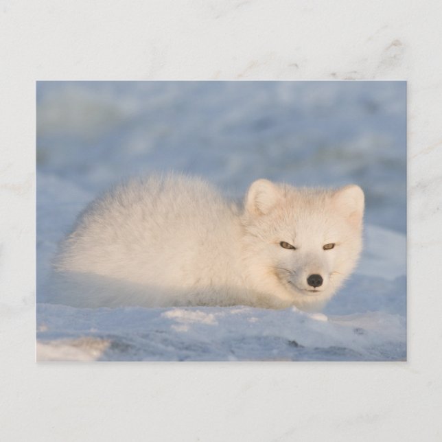USA, Alaska, Fox Postkarte (Vorderseite)