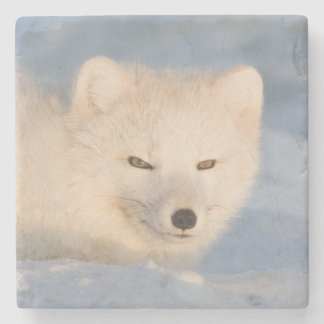 USA, Alaska, Fox Steinuntersetzer (Vorderseite)