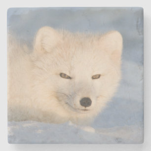 USA, Alaska, Fuchs Steinuntersetzer