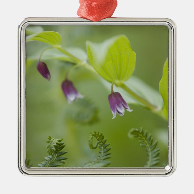 USA, Alaska, Glacier Bay National Park. Silbernes Ornament (Vorne)