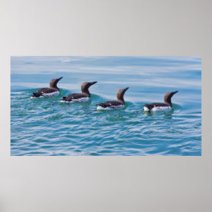 USA, Alaska, Glacier-Bay-Nationalpark 7 Poster
