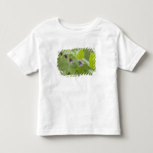 USA, Alaska, Glacier-Bay-Nationalpark. Kleinkind T-shirt