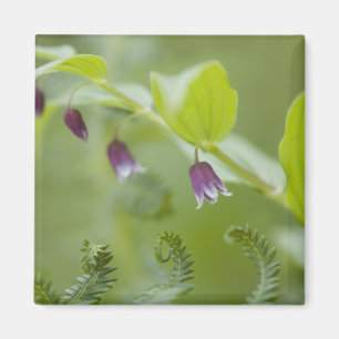 USA, Alaska, Glacier-Bay-Nationalpark. Magnet