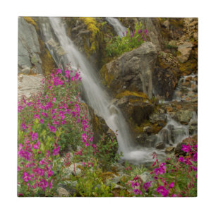USA, Alaska, Glacier-Bay-Nationalpark. Schmalblätt Fliese