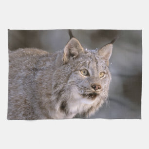 USA, Alaska, Haines. Lynx (Felis 2 Küchentuch
