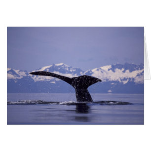 USA, Alaska, Inside Passage Buckelwal