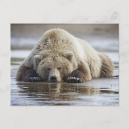 USA, Alaska, Katmai National Park, Brown Bear Postkarte