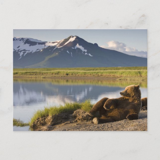 USA, Alaska, Katmai National Park, Brown Bears 2 Postkarte (Vorderseite)