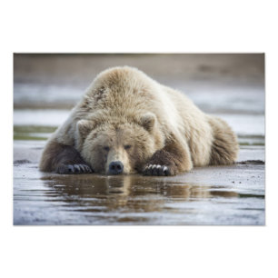 USA, Alaska, Katmai-Nationalpark, Braunbär Fotodruck
