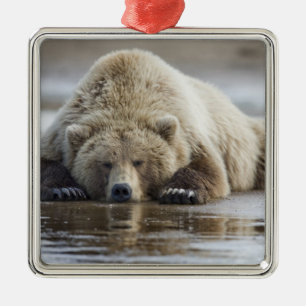 USA, Alaska, Katmai-Nationalpark, Braunbär Ornament Aus Metall