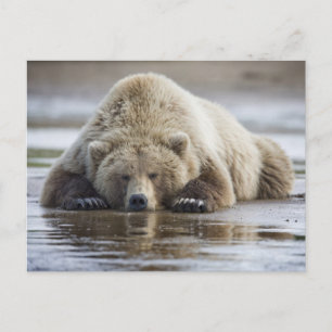 USA, Alaska, Katmai-Nationalpark, Braunbär Postkarte