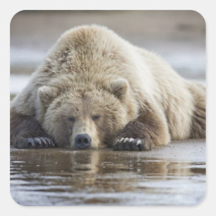 USA, Alaska, Katmai-Nationalpark, Braunbär Quadratischer Aufkleber