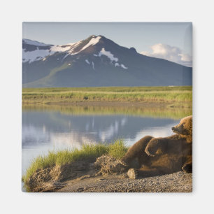 USA, Alaska, Katmai-Nationalpark, Braunbären Magnet