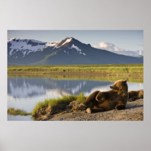 USA, Alaska, Katmai-Nationalpark, Braunbären Poster