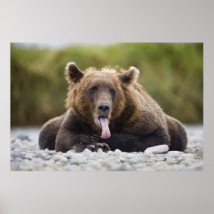 USA, Alaska, Katmai-Nationalpark, Kukak Bay, Poster