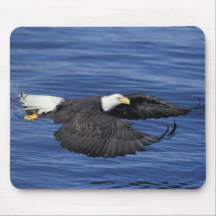 USA, Alaska, Kenai-Halbinsel Weißkopfseeadler Mousepad