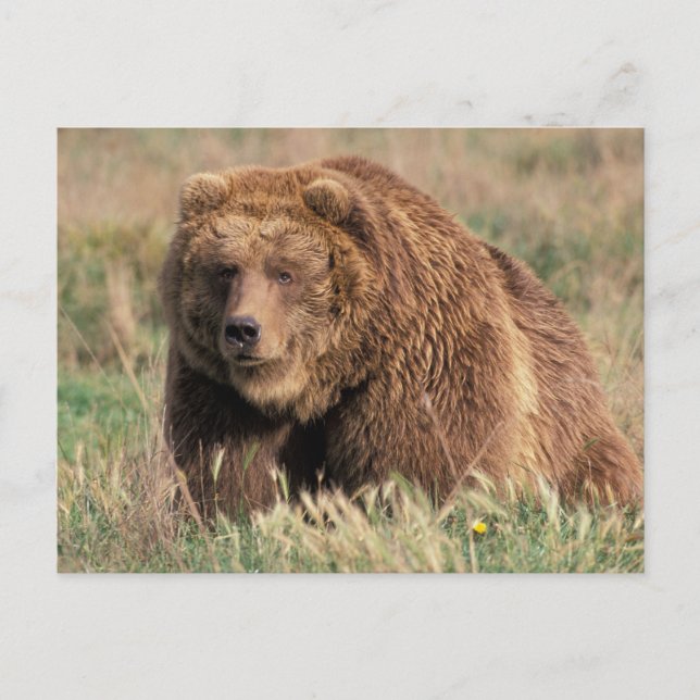 USA, Alaska, Kodiak Island, Postkarte (Vorderseite)