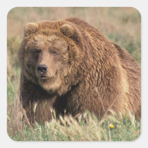 USA, Alaska, Kodiak Island, Quadratischer Aufkleber