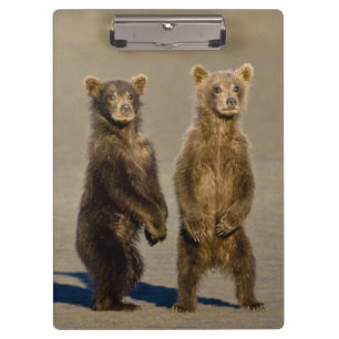 USA. Alaska. Küstenbraunbären-Jungtiere Klemmbrett