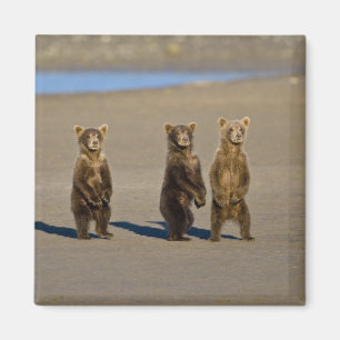 USA. Alaska. Küstenbraunbären-Jungtiere Magnet