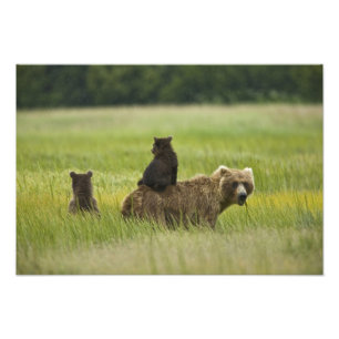 USA, Alaska, Lake Clark Nationalpark Fotodruck