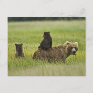 USA, Alaska, Lake Clark Nationalpark Postkarte