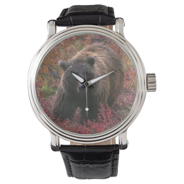 USA, Alaska, Nationalpark Denali. Grizzle Armbanduhr (Vorderseite)