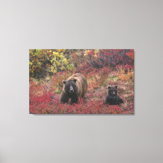 USA, Alaska, Nationalpark Denali. Grizzle Leinwanddruck (Vorderseite)